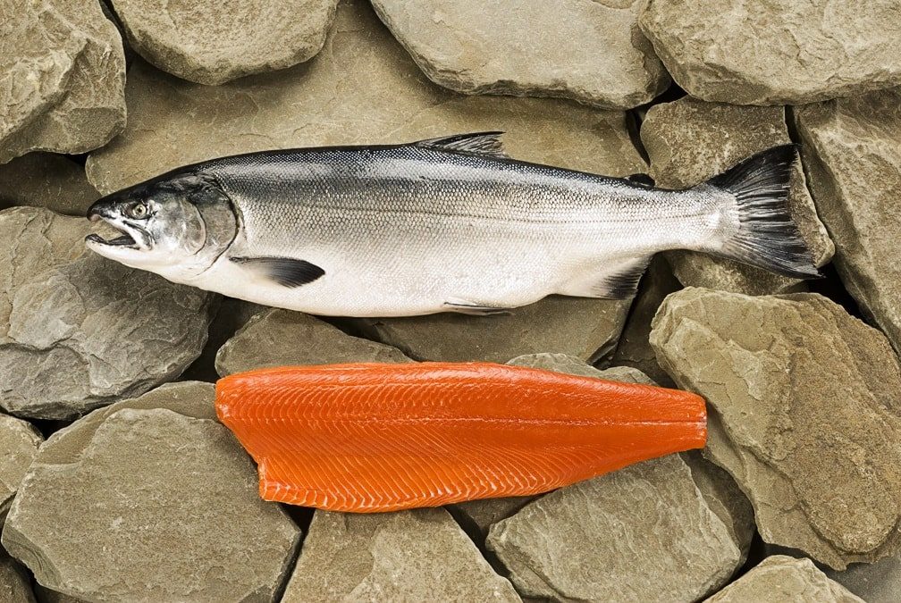 salmon aquabaq