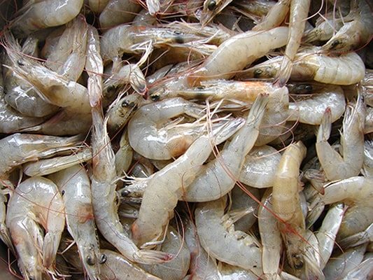 shrimp aquabanq